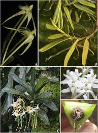 Image result for Cyrtorchis praetermissa
