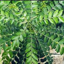 Kacang bendi adalah sumber folate dan serat. Daun Kari Salam Koja Daun Termuruy Fresh Lazada Indonesia