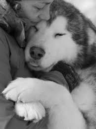 Alaskan malamute club of america. The Alaskan Malamute Dog Giant Arctic Canines The Pets Dialogue
