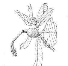 Image result for Gardenia imperialis