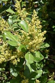 Image result for Searsia lucida