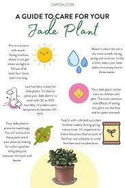How To Care For Your Jade Plant Jade Plants Plant Care Jade Plant Care