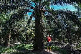 There was no hari peneroka last year, which made settlers rather unhappy and disappointed. Felda Minta Peneroka Berubah Jadi Lebih Berdaya Maju Selangorkini