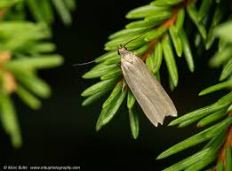 Image result for Scrobipalpula diffluella