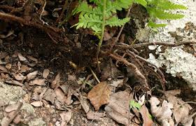 Image result for Arthropteris