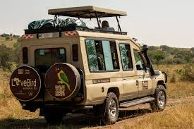 Lovebird Safaris