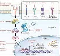 NF-κB in biology and targeted therapy: new insights and ...