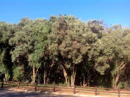 Image result for Buddleja saligna