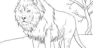Male African Lion Coloring Page Free Printable Coloring Pages Lion Coloring Pages Animal Templates Coloring Pages