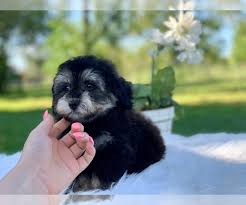 Once you purchase a puppy you have 48 hours to take to. View Ad Havanese Poodle Toy Mix Puppy For Sale Near Texas Houston Usa Adn 163464