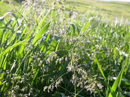 Image result for Pentameris