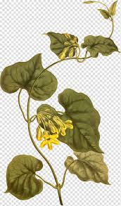 Image result for Telosma africana