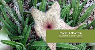 A close view of the interior center of the blooming flower is in the next image. Stapelia Gigantea Zulu Giant Succulents And Sunshine