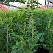 Image result for foto minikiwi