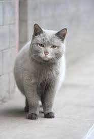 Black And White Cat With Pink Nose Look At That Pink Nose Beautiful Cats Grey Cats Cats