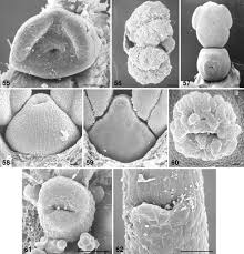 Image result for Basananthe longifolia