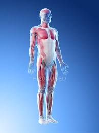 The male reproductive anatomy includes the bladder, epididymis, penis, scrotum, and prostate the following is an overview of the male reproductive anatomy: Human Body Model Showing Male Anatomy And Muscular System Digital Illustration Musculature Organs Stock Photo 308621416