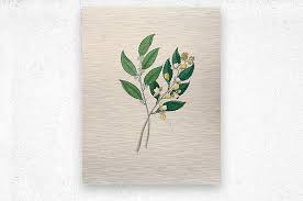 Image result for Curtisia dentata