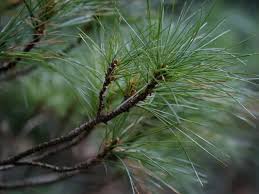 How to Make Safe, Healthy Pine Needle Tea - HubPages