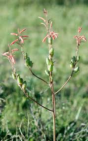 Image result for Aloe komatiensis
