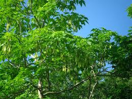 Image result for Gyrocarpus