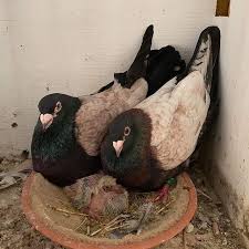A Beautiful Pair Of Coloured Racing Pigeons By Chris Northern Lights Pigeon Pigeons Racingpigeons Racingpig Pigeon Pictures Racing Pigeons Canary Birds