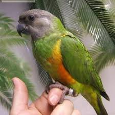 Senegal Poicephalus for Sale