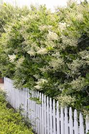 Image result for Ligustrum