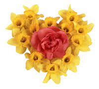 Lenagold - Клипарт - Нарциссы