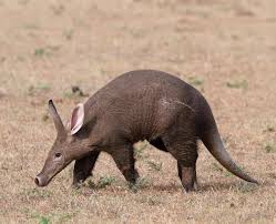 Adw: Orycteropus Afer: Information