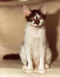 laperm resimleri ve fotograflari buyuk boyutlar evcil kediler kittens cutest tortoiseshell tabby cat breeds