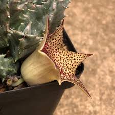 Image result for Huernia longituba