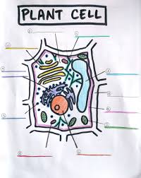Maybe you would like to learn more about one of these? Parts Of A Plant Cell Diagram Quizlet