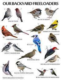 The most common and widespread dove is the mourning dove (zenaida macroura) whose gentle cooing is often mistaken for an owl call. Backyard Birds On Tumblr Backyard Birds Watching Backyard Birds Pet Birds