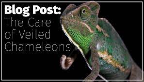 For Those Looking To Keep Chameleons There Is No Better Species To Start With Than The Veiled Chameleon Do You Know How To Ca Veiled Chameleon Chameleon Care