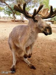 Kangamoose Worth1000 Contests Animal Mashups Fake Animals Photoshopped Animals
