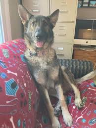 Maybe you would like to learn more about one of these? Looking For Breeder In Wv Va Or Nearby German Shepherds Forum