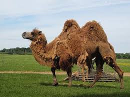 Bactrian camels live in central and east asia's rocky deserts where it gets very cold in the winter and hot in the summer. Camel Clothing Derka Saddle Bridle Seat Harness Mammal Heat Rest Work Pikist