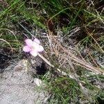 Image result for Oxalis obliquifolia