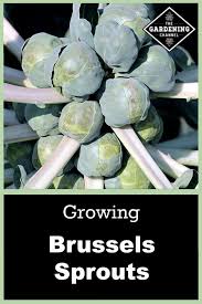 Aphids can be knocked off of plants with a strong blast of water. Growing Brussels Sprouts Gardening Channel
