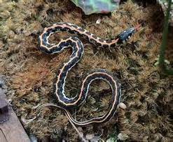 Eastern Black Neck Garter Snake Beautiful Snakes Snake Colorful Snakes
