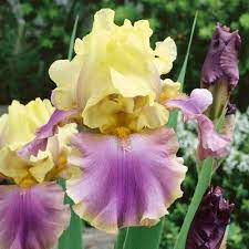 Iris Germanica Distant Chimes J Parker Dutch Bulbs Iris Flowers Iris Garden Bulb Flowers