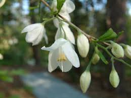 Image result for Halesia