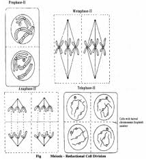 Mitosis and meiosis in plant cell. Plant Cell Division Cell Cycle 1 Amitosis 2 Mitosis 3 Meiosis