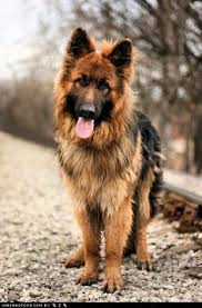 To keep your german shepherd puppy healthy, provide him with daily, vigorous exercise. 54 King Shepherd Ideas King Shepherd Shepherd Dog Shepherd