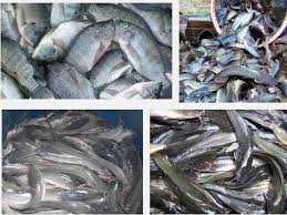 Lima jenis ikan tersebut menyumbang ;lebih dai 80% dari total produksi. Ini Dia 40 Jenis Ikan Konsumsi Air Tawar Beserta Gambarnya