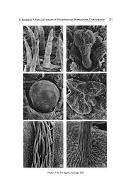 Image result for Ochthocharis dicellandroides