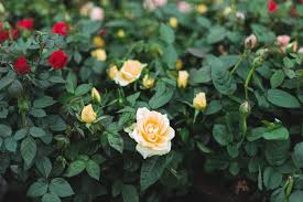 If you want to go on enjoying your rose for longer than three weeks, all you need to do is prune it. Miniature Roses Plant Care Growing Guide