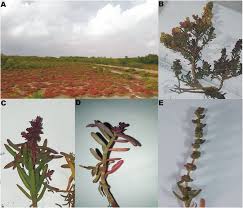 Image result for Suaeda monoica