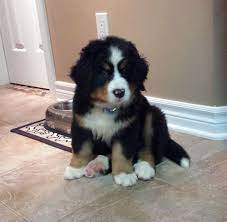 7 Week Old Bernese Mountain Dog Ko Look At The Size Of His Feet He S Going To Be A Huge Dog But What A Sweetie Beautiful Cute Dogs Baby Puppies Dogs